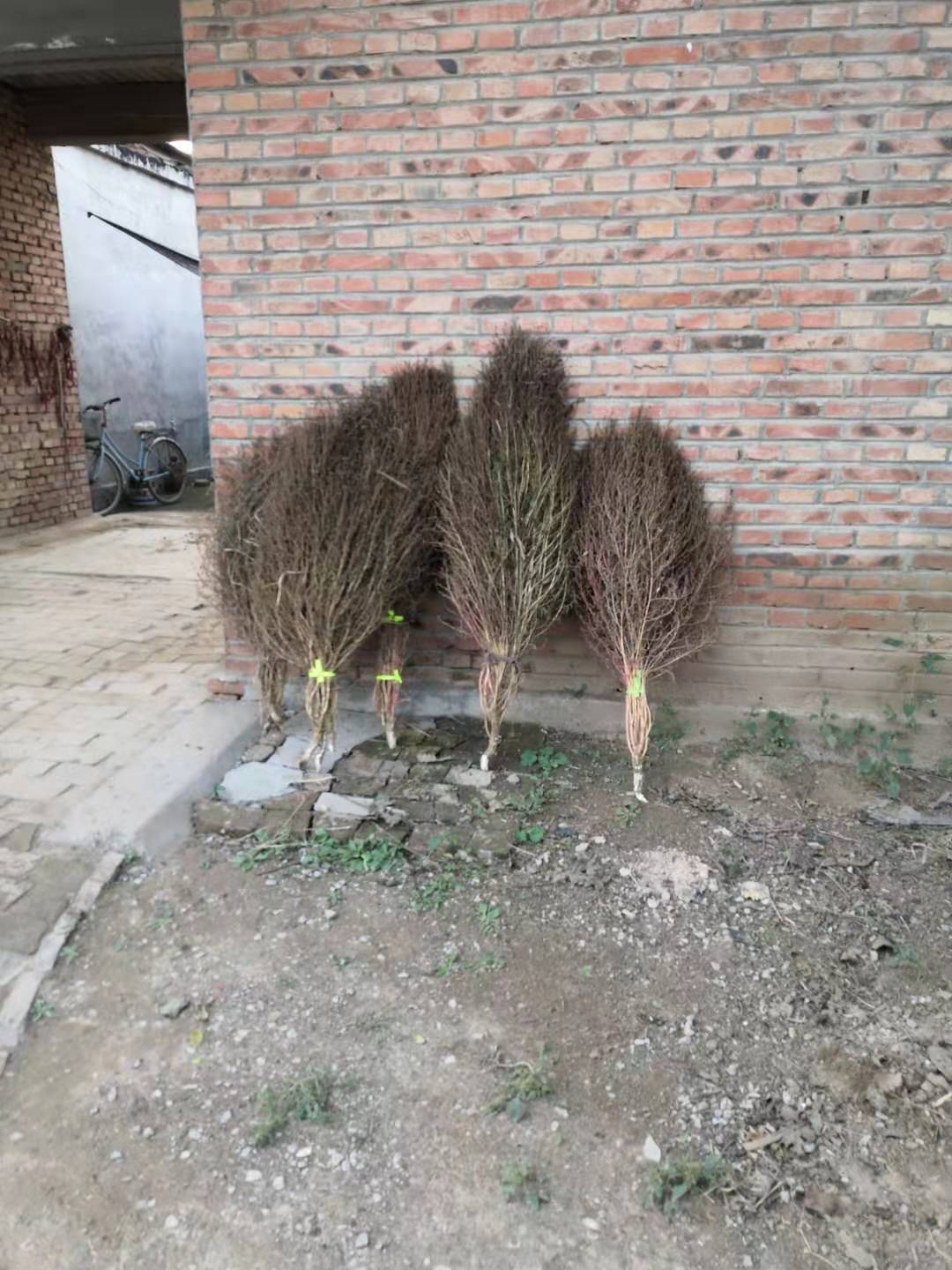 野竹可以入药吗,北方小竹子有什么用