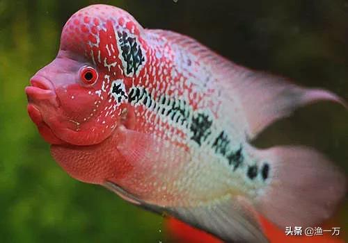 罗汉鱼挖坑,罗汉鱼各阶段技巧