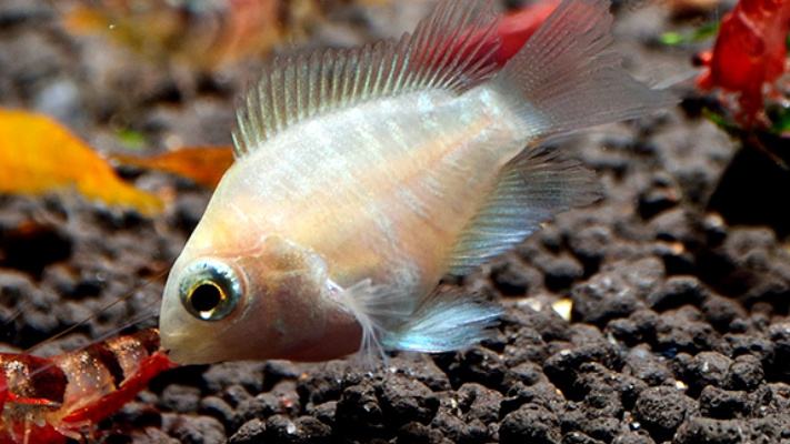 迷你鹦鹉鱼吃草龟,迷你鹦鹉幼鱼成长记