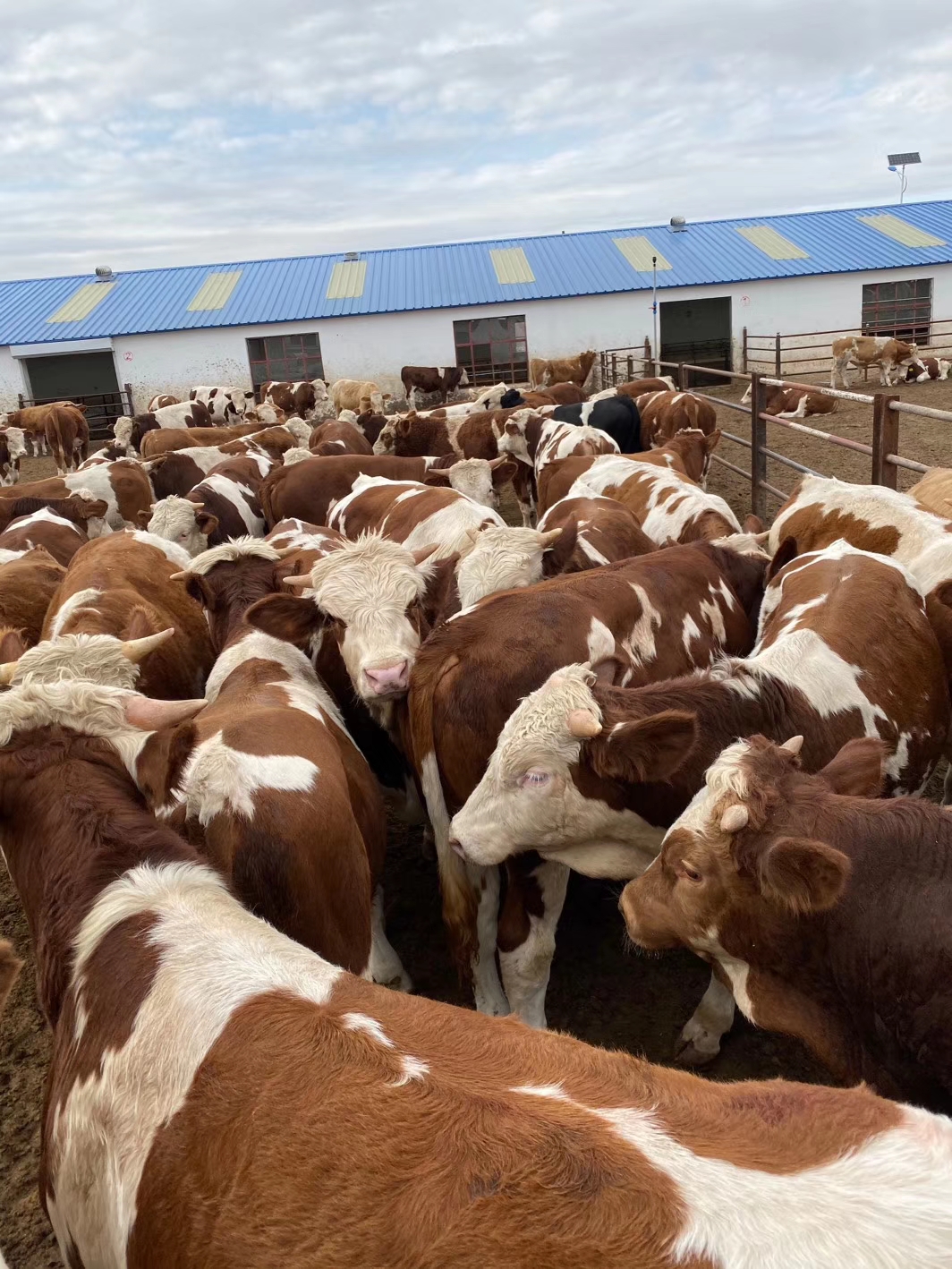 养牛一般养多少牛合适呢,养牛要怎么养才能把牛养好