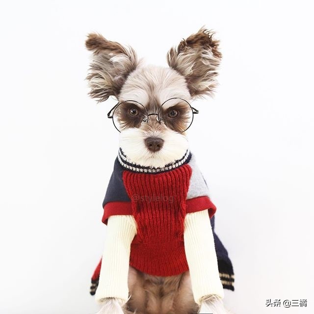 狗狗雪纳瑞剪毛,狗狗雪纳瑞图片大全