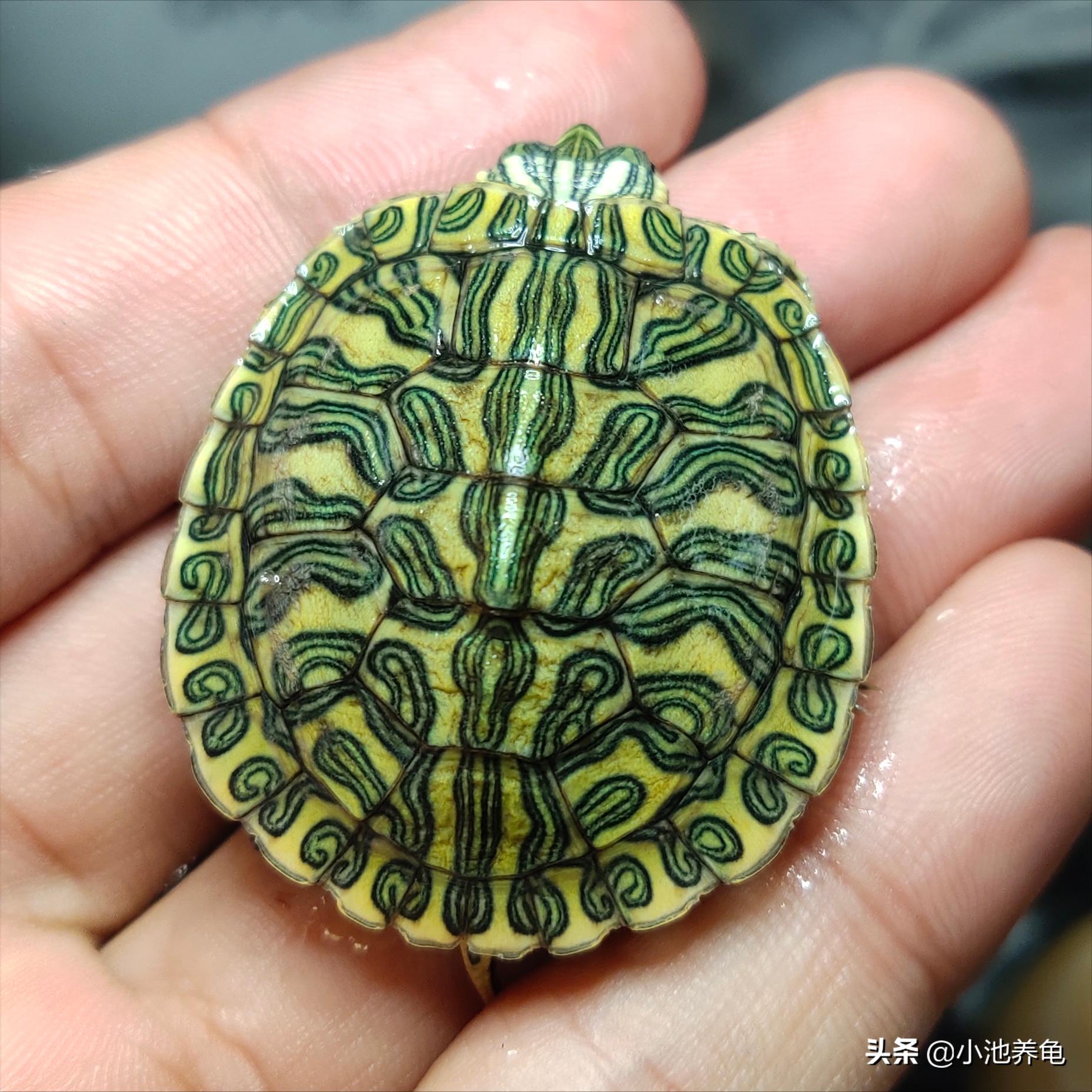 新手养龟最好养哪几种龟,小池养龟品种介绍