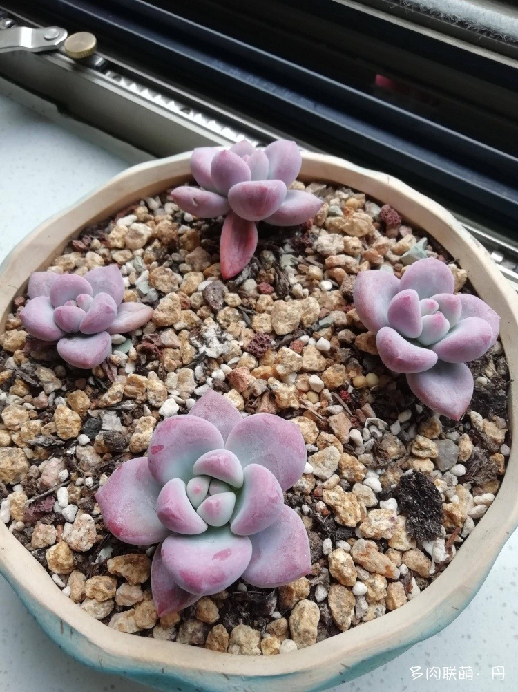 多肉长大了越来越好看,服盆期多肉变小