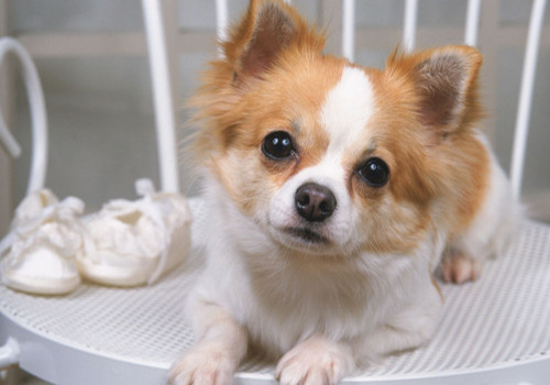 养狗小妙招狗狗细小呕吐拉稀,狗狗拉稀呕吐打什么针好得快