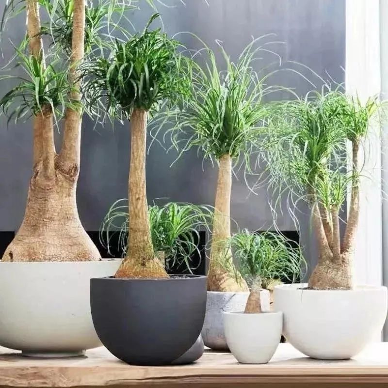 养花镇宅,养花知识大全什么植物能镇宅