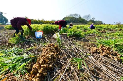 大棚生姜种植方法和最佳时间,大棚无土生姜栽培