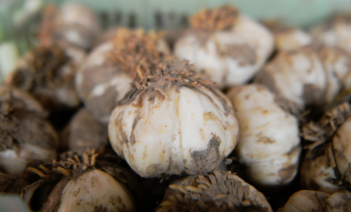 北方种植百合花多久开花,如何种植百合花需要放香蕉皮