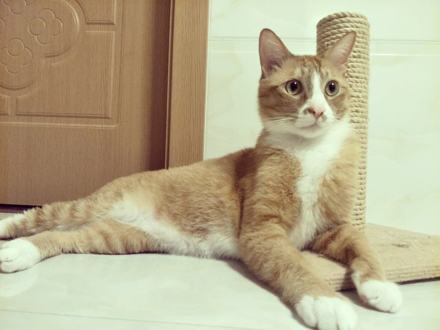 关于猫咪耳朵的6个有趣小秘密,关于猫咪眼睛的5个小秘密