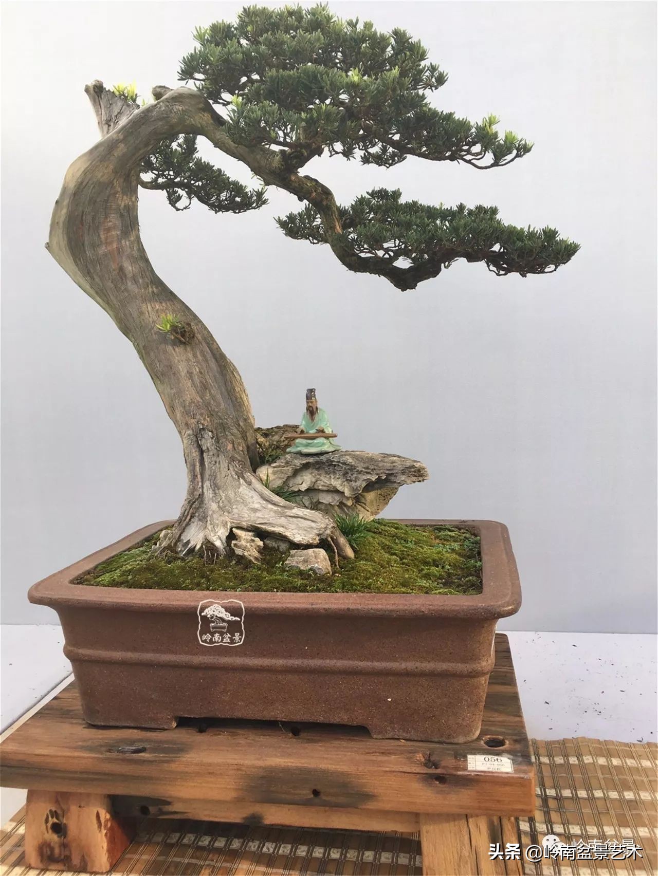 盆景结顶的形式,最好的盆景结顶方法