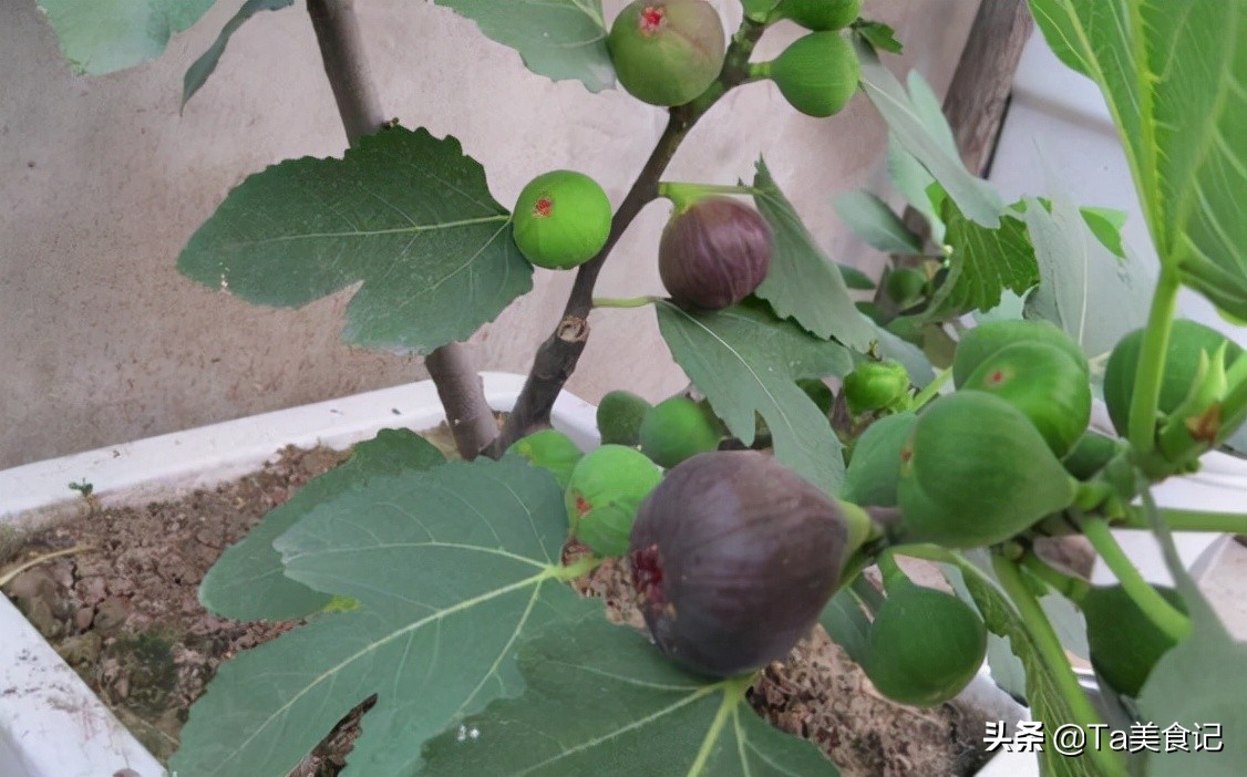 三种水果籽可以种花盆,3种水果籽土里长出盆栽果子