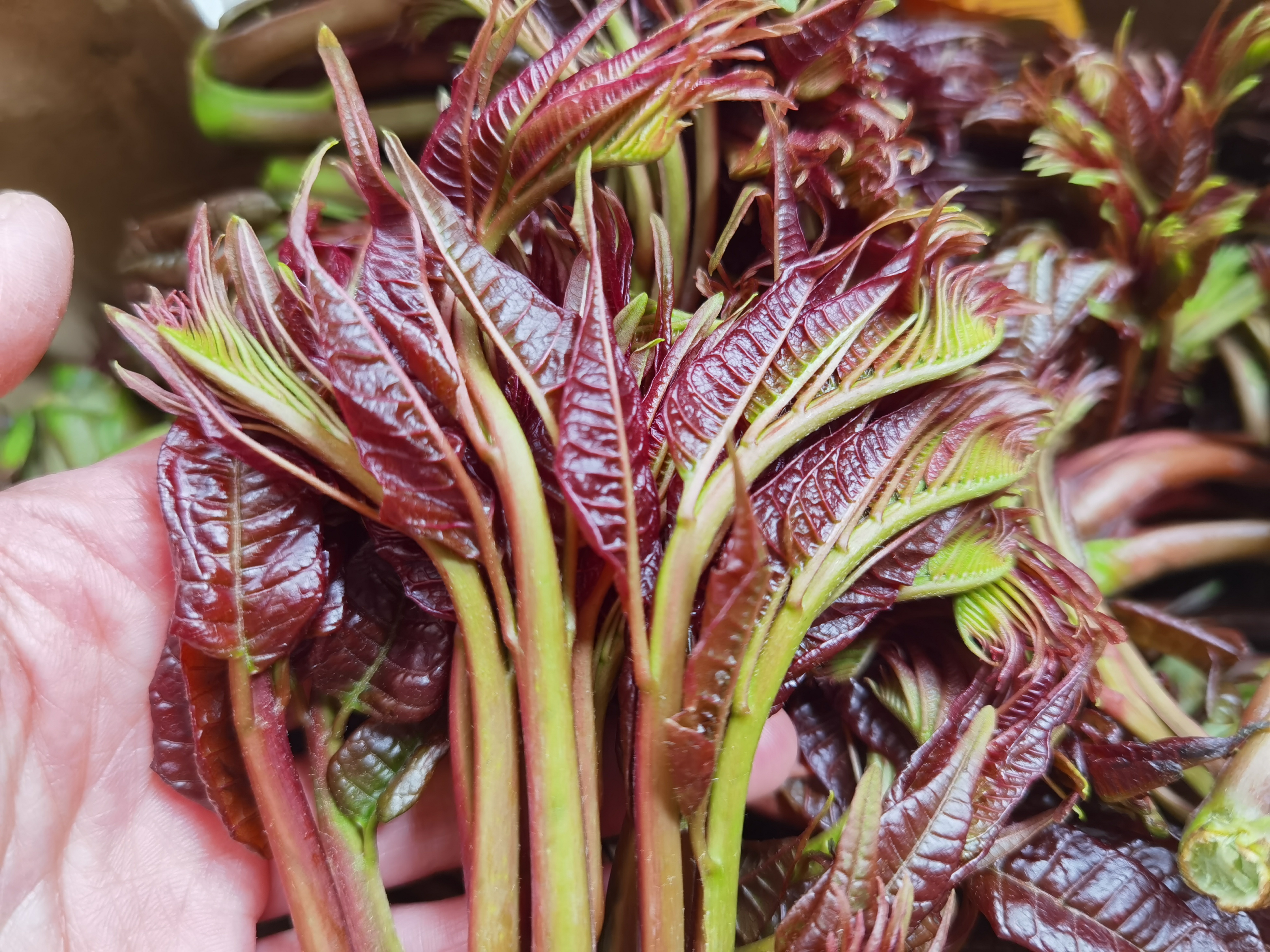 吃香椿有什么好处怎么吃最好,春天吃香椿芽的功效与作用