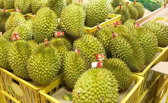 榴莲可以生长结果吗,榴莲核冒芽了就可以种了吗