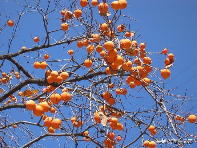 征歌展播：《唱井陉》（宋海波词，冀文飞曲，时丽丽演唱）