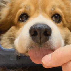 狗狗爱乱跑爱黏人怎么办,狗狗太粘人了怎么办一离开就叫