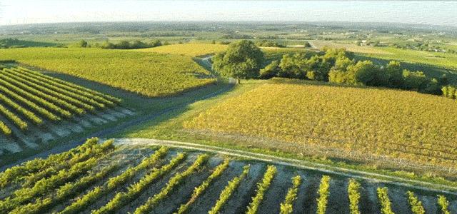 路易十三洋酒2斤多少钱一瓶,最便宜的路易十三洋酒多少钱