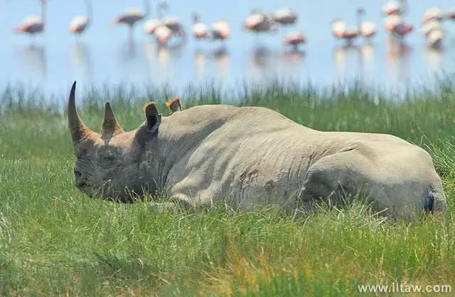 犀牛奇蹄目犀科动物,犀牛体格威猛是一种珍贵动物