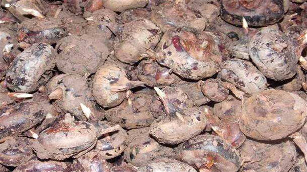 马蹄荸荠怎么种植产量高,荸荠如何种植技术视频