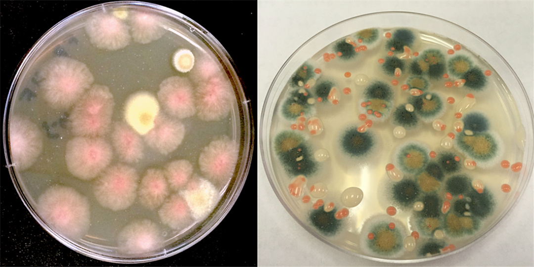 科普在太空种菜的诸多学问,太空上为什么能种菜呢