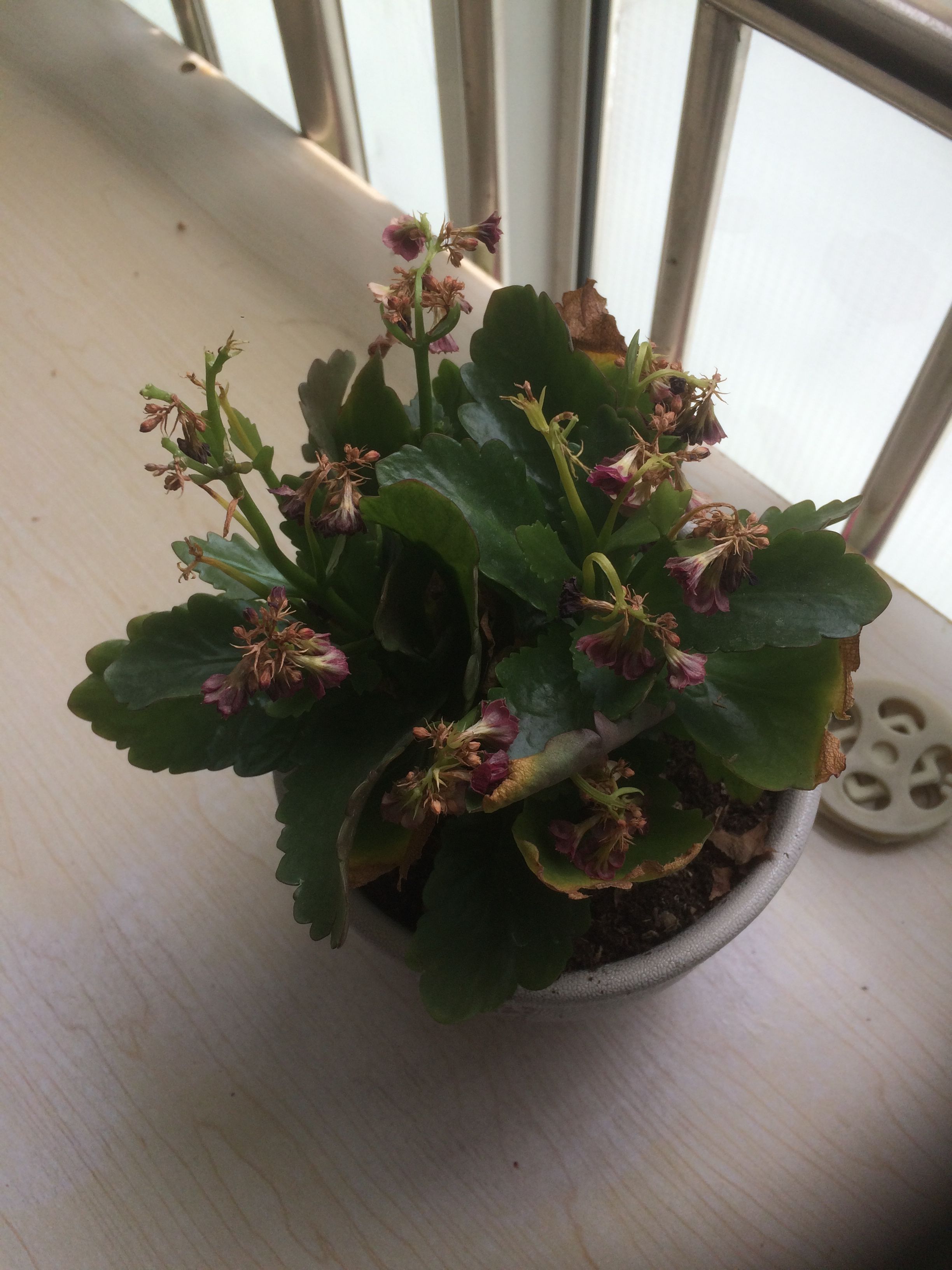 长寿花黄叶茎发黑如何拯救,长寿花叶子发黄茎发黑有拯救办法