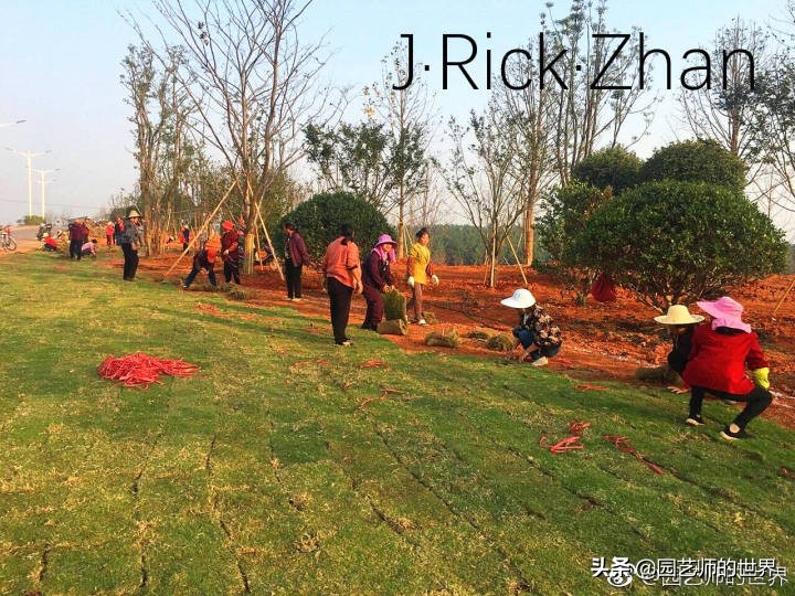 怎样种植草坪技术,果岭草坪的种植养护方法及技巧