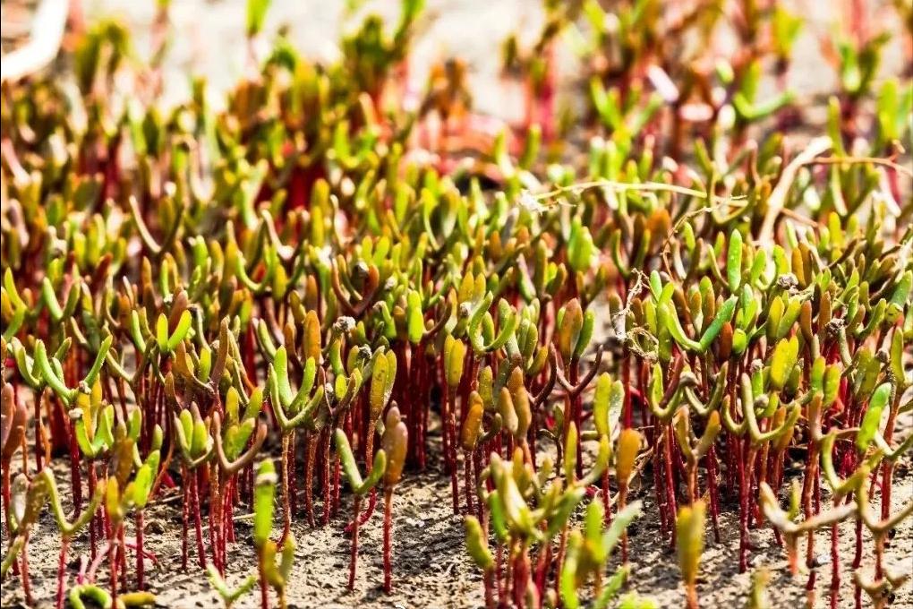 盘锦红海滩五一好玩的地方,盘锦最美红海滩网红打卡地