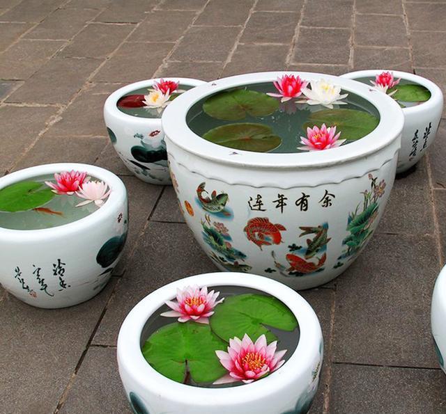 碗莲怎么养才能多开花,碗莲怎么养才开花多