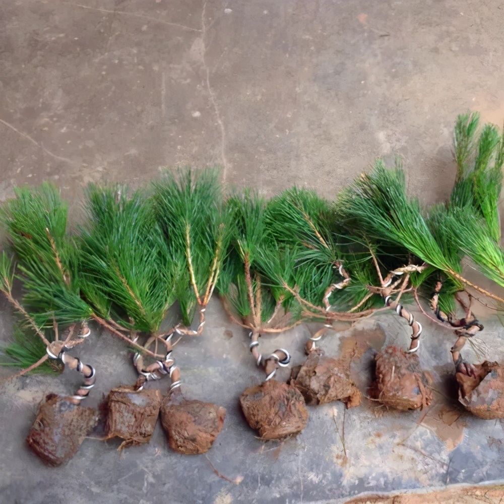 黑松苗临水式造型 (临水黑松苗)