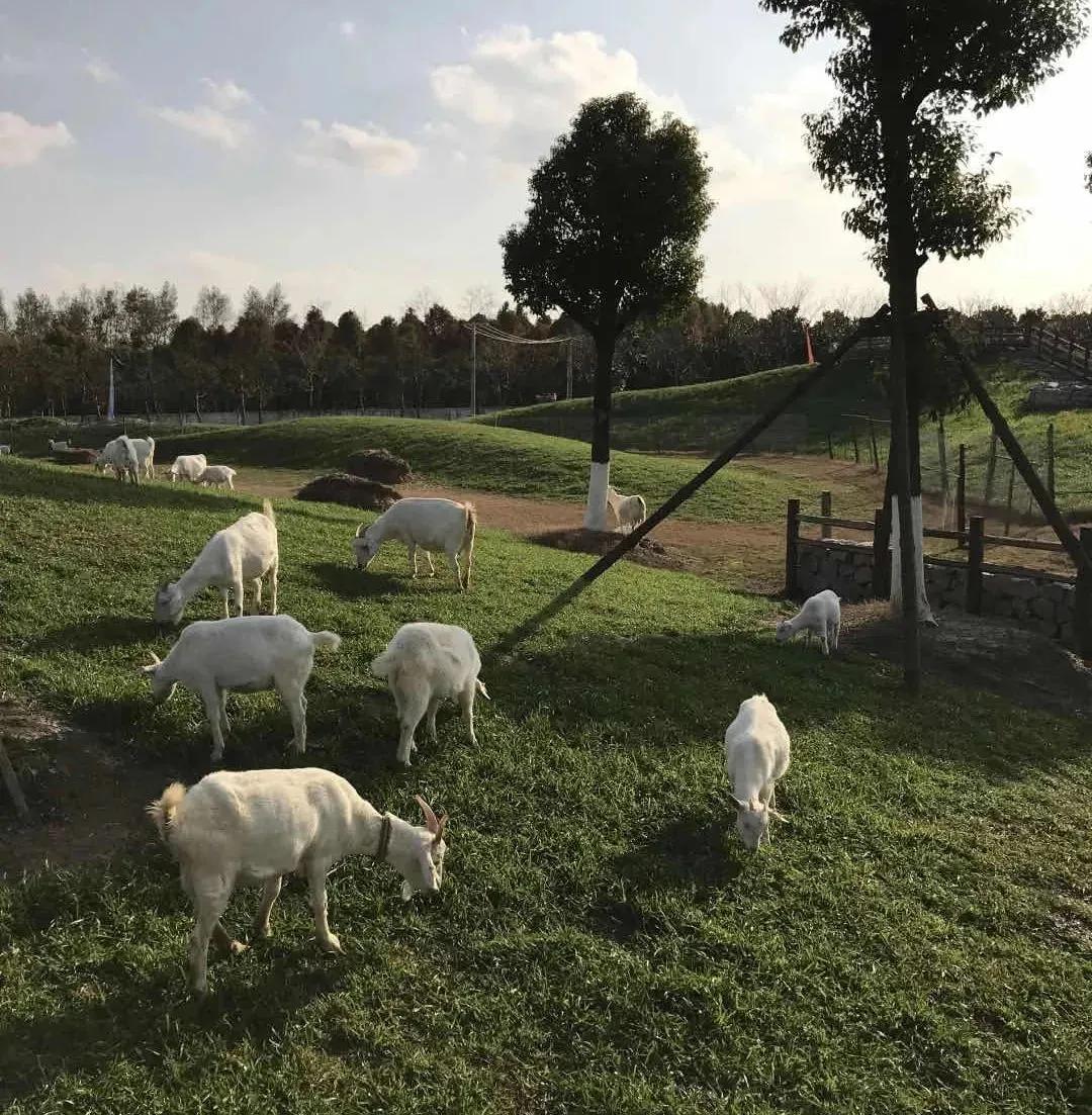 农村新型果园6亩赚钱方式,果园农场怎么赚钱