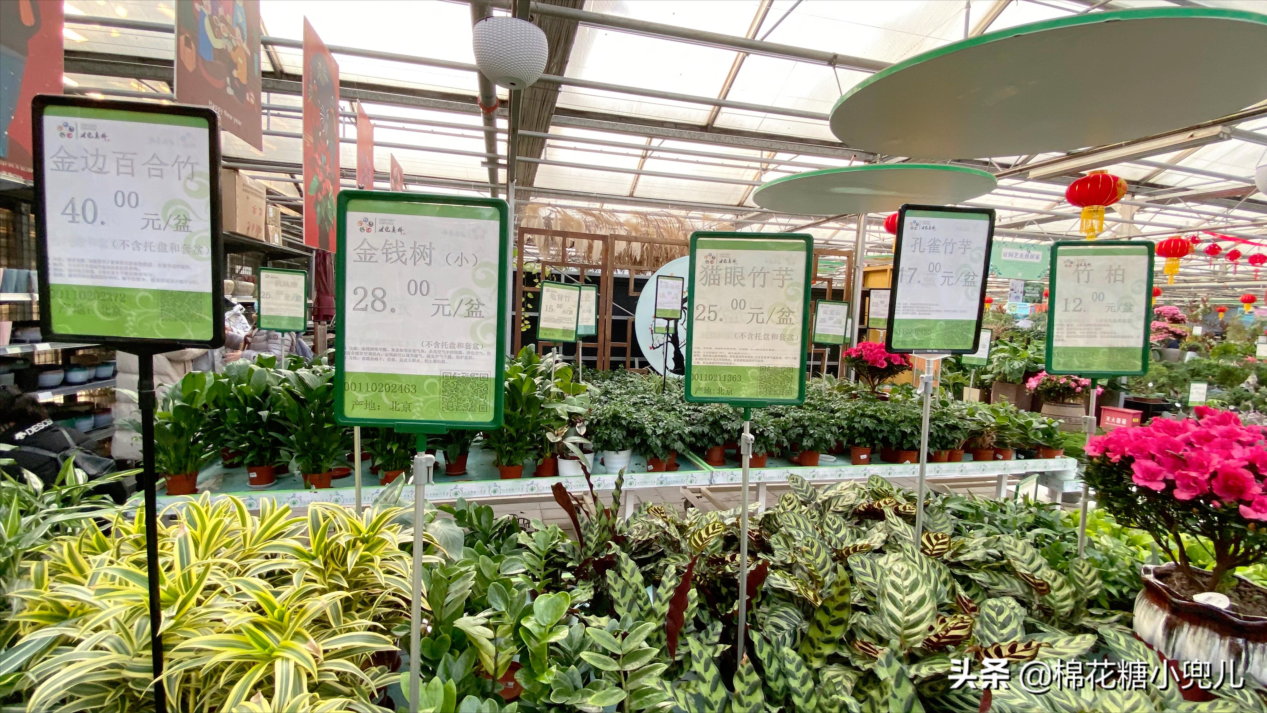 北京南四环花卉绿植批发市场,北京开一家鲜花店