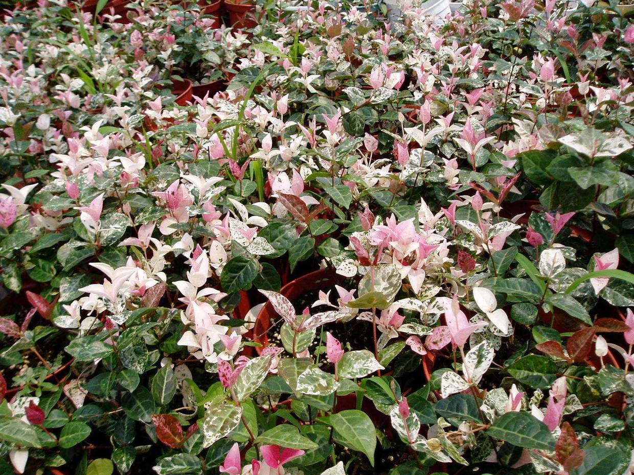 盆植的花叶络石要如何浇水，枝叶生长郁郁葱葱的秘密