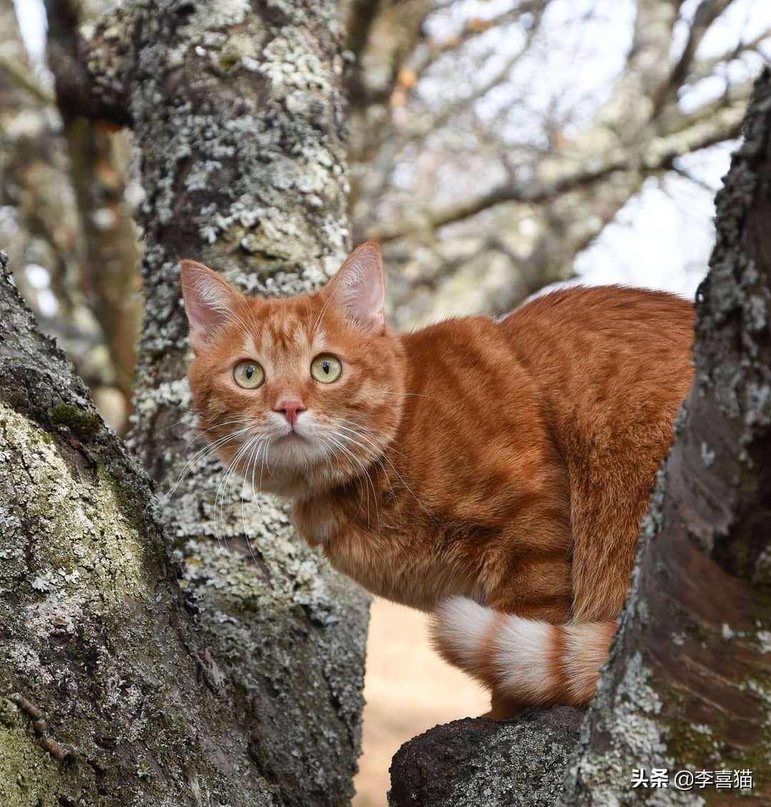 为什么铲屎官在家猫咪会一直睡觉,铲屎官最担心猫咪的几件事