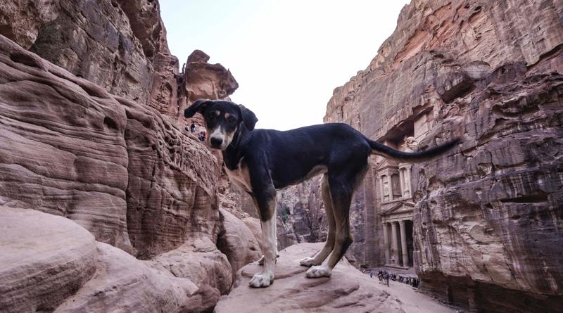 约旦到中国坐飞机需多少小时,约旦到埃及要飞几小时