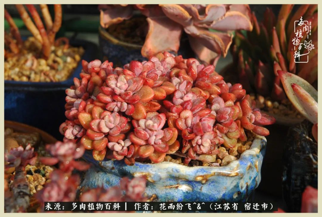 我家老臧：从反对到爱屋及乌的多肉守护人