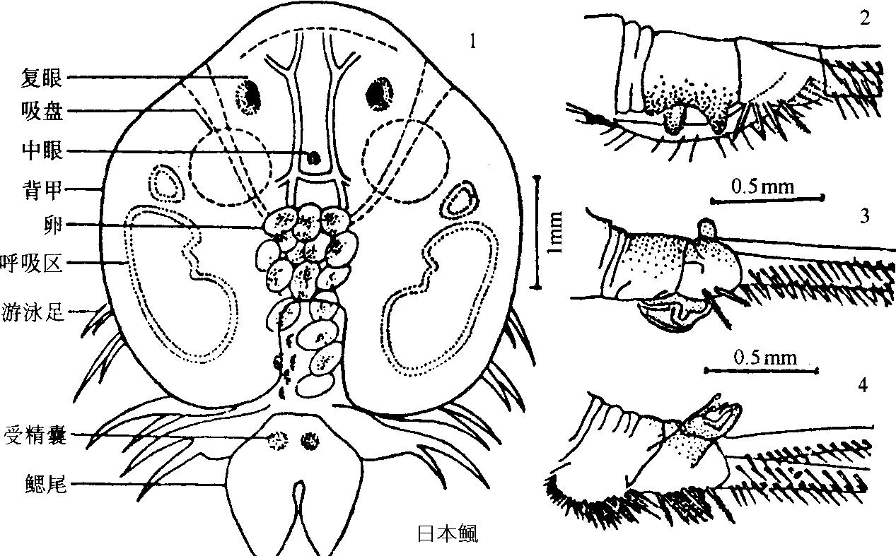 观赏鱼身上有小水珠粘液怎样清除,观赏鱼身上长虫子怎么办