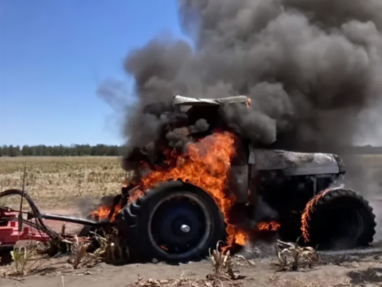 澳洲陷30年未遇鼠灾，一个女人睡觉痛醒，竟是老鼠在啃她的眼球