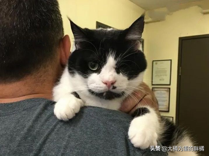 猫咪被车撞了瘫软无力无呼吸,猫咪被撞后急救