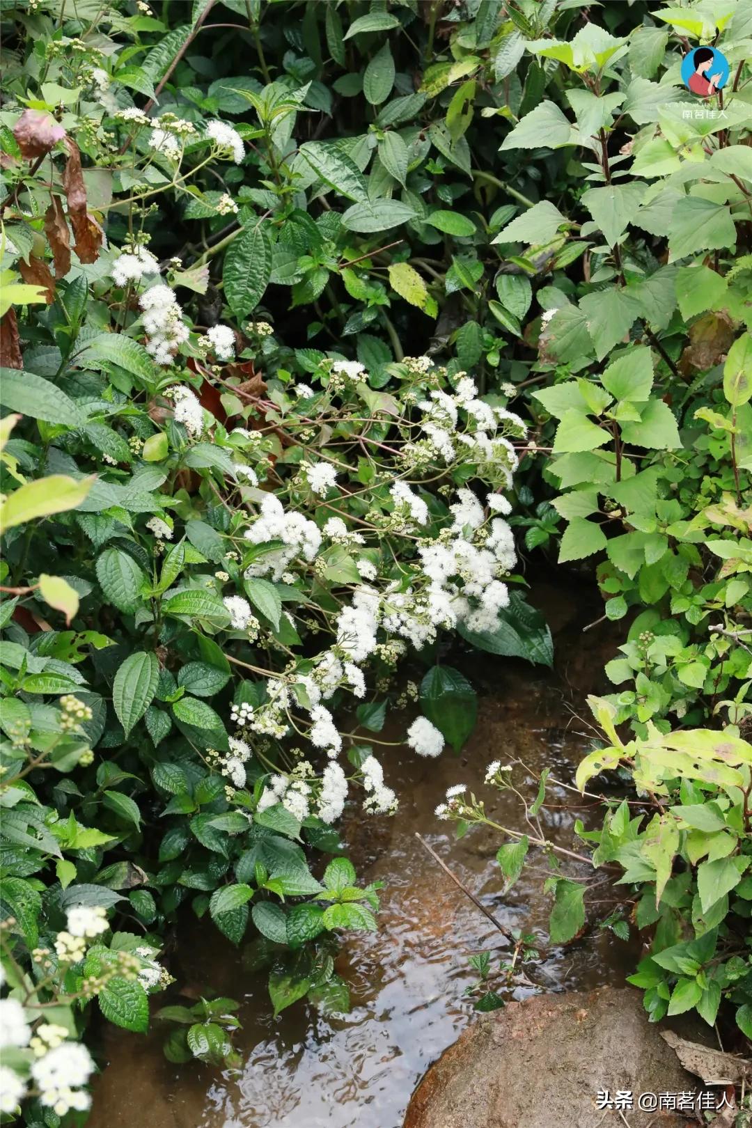 冰岛老寨大秋茶园的茶是真的吗,冰岛五寨之一糯伍什么口感