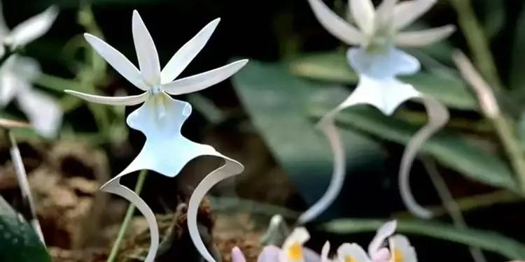 世界上最贵的兰花是多少钱,最贵的兰花价格排行榜前十名