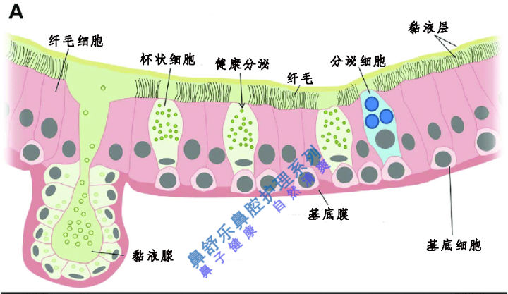 过敏性鼻炎可以彻底根治吗,过敏性鼻炎动手术能根治吗