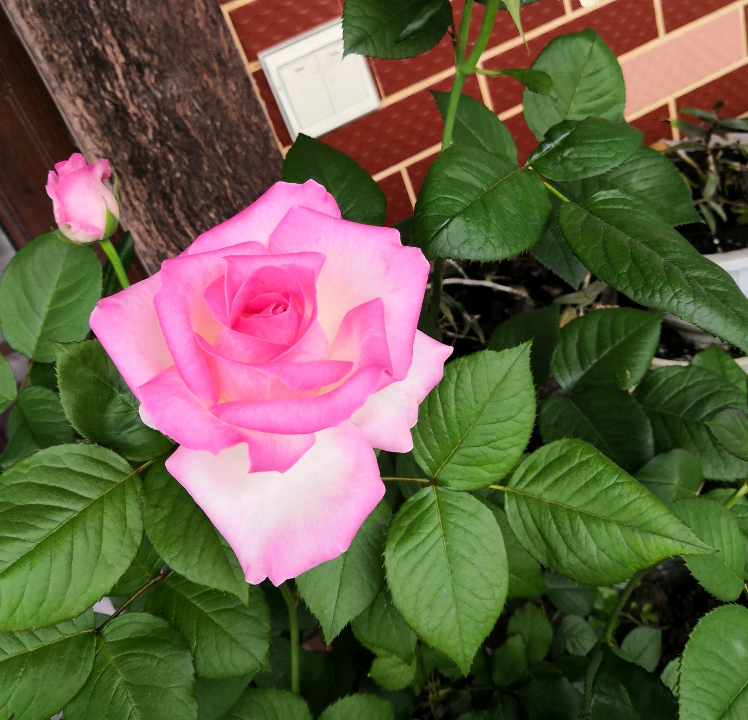 切花糖果雪山玫瑰怎么养,玫瑰雪山盆栽