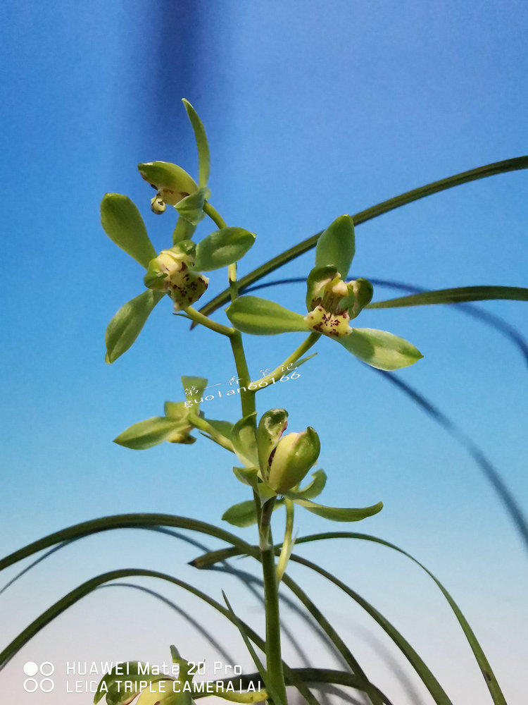 「花开欣赏」0335:送春绿如意的经典绽放