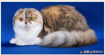 养猫新手买猫注意什么,新手养猫和买猫的注意事项