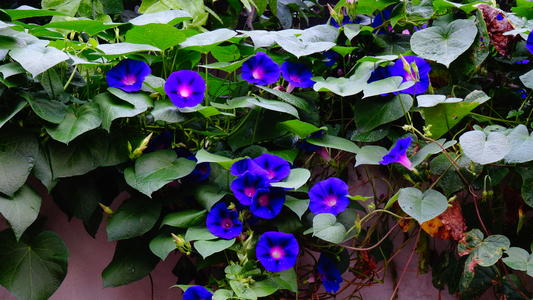 钃濈传鑹茬殑鑺辨湁鍑犵,10绉嶈秴缇庣殑娴呯传鑹茶姳