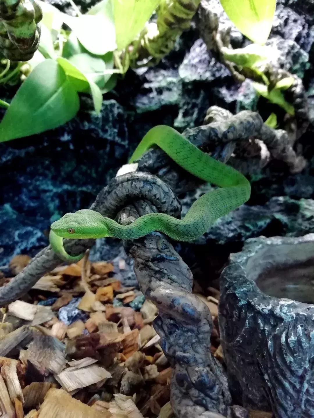 如何让观赏蛇类在人工环境下住得幸福