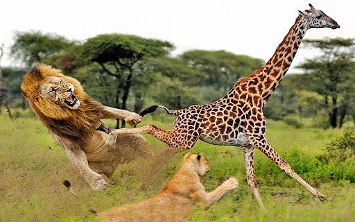 长颈鹿是怎么繁殖的,长颈鹿的繁殖方式是胎生还是卵生