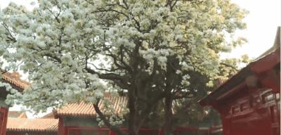 1亿人看故宫视频,一亿人民币围观故宫