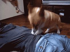 刨土刨水刨坑刨沙发，对于一只寂寞的狗子而言，万物皆可刨