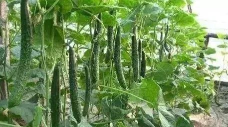 亚磷酸钾怎么这么火,亚磷酸钾和磷酸二氢钾哪个好