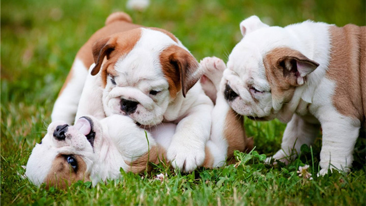 狗狗毛发干枯粗糙怎么办用护毛素,怎么让狗狗毛发有光泽