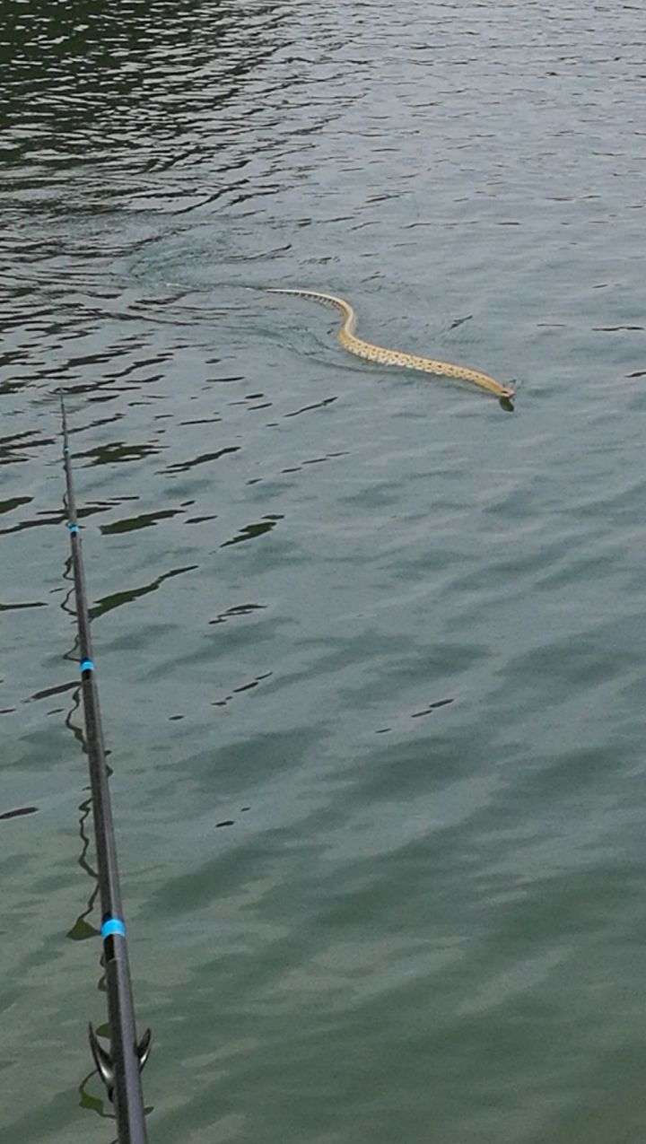 被蛇咬住应该捏住什么地方,被蛇咬了怎么能让它松口